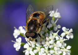 Eristalis arbustorum02 dunmara 100617