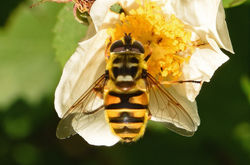 Myathropa florea01 alnersgorse 250618