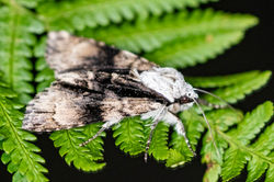 aldermoth02 hartsop 090626