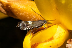 Grapholita internana01 carphin 160525