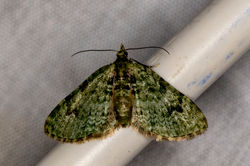 vpug01 gaddonloch 170722