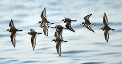 ringedplover9 westsands 170114