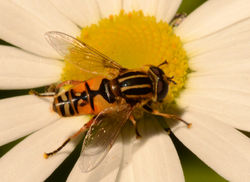 helophilus pendulus02 mortonlochs 080716