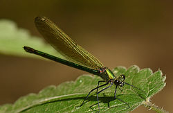 bandeddemoiselle02 cerneabbas 240618
