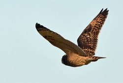 short-earedowl01 goosepools 271018