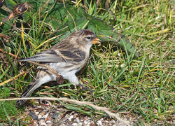 redpoll05 fifeness 041020