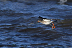 redshank01 balmerino 220121