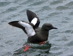 blackguillemot9 oban 230514