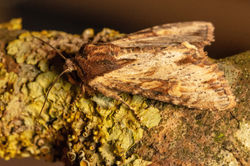 cloudedborderedbrindle02 kedlockfeus 040