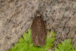 Depressaria daucella03 tentsmuirpoint 100423