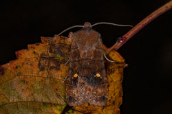 satellite01 gaddonloch 111122