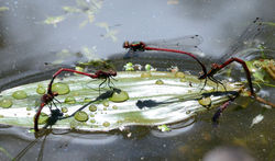 largereddamselfly3 mortonlochs 270615