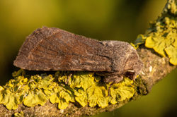 cloudeddrab03 kedlockfeus 030421