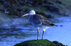 bartailedgodwit02 easthaven 281217