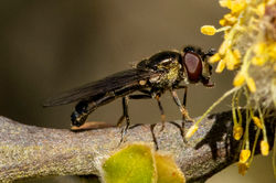 Platycheirus albimanus04 bankheadmoss 240424
