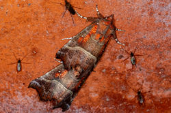 herald01 falkland 231123