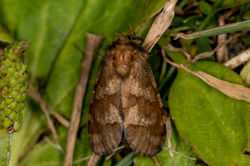 goldswift01 mortonlochs 200622