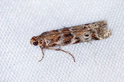 Delplanqueia dilutella01 cambo 160726