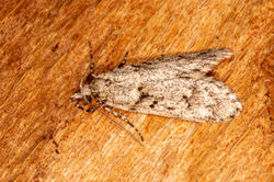 Diurnea fagella03 kedlockfeus 310321