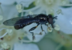 Neoascia tenur02 birnieloch 190519