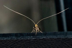 Nematopogon schwarziellus01 gaddonloch 270523