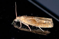 Eucosma hohenwartiana04 cambo 240626