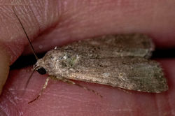 smallmottledwillow04 cambo 050626