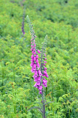 foxglove powerstock 090615