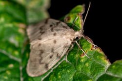 muslinfootman02 carphin 290625