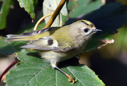 goldcrest11 fifeness 081016