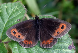 scotchargus06 arnsideknott 060817