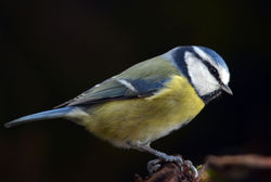 bluetit2 dunmara 030314