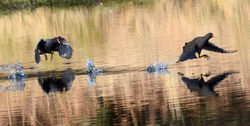 moorhen01 mortonlochs 130316
