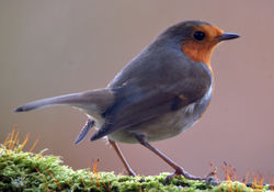 robin4 dunmara 090214