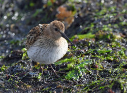 dunlin05 balcomie 280720