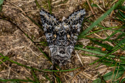 glaucousshears03 lucklawhill 120524