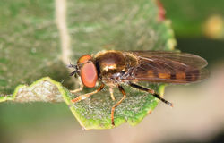 Platycheirus clypeatus01 mortonlochs 040