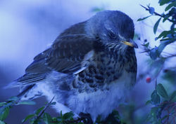 fieldfare07 dunmara 280218