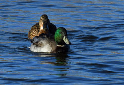mallard02 mortonlochs 140319