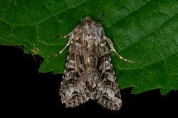 shears02 gaddonloch 270523