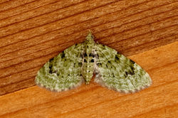 vpug01 kedlockfeus 260721