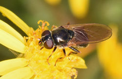 Cheilosia bergenstammi02 tentsmuirpoint 