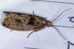 Epinotia brunnichana05 magusmuir 290724