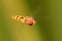 Episyrphus balteatus02 dunmara 230716