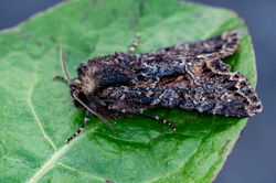 darkbrocade03 trinafour 130724