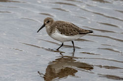dunlin01 tayport 200124