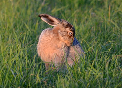 brownhare4 forret 280814