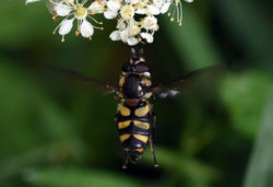 Didea fasciata02 mortonlochs 270816