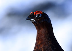 redgrouse15 achrois 290117