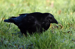carrioncrow01 guardbridge 241116